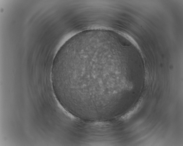 X0000066540847200603311843