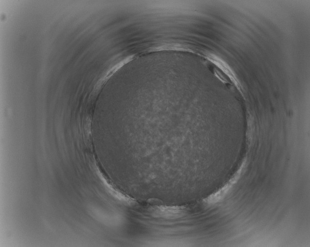 X0000066540849200603311843