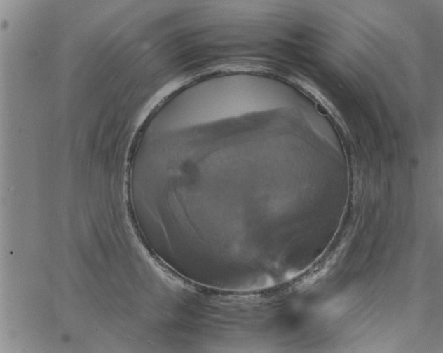 X0000066540853200603311843