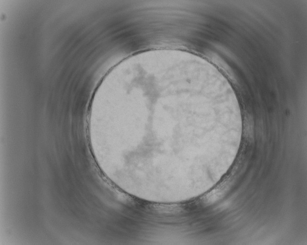 X0000066540856200603311843