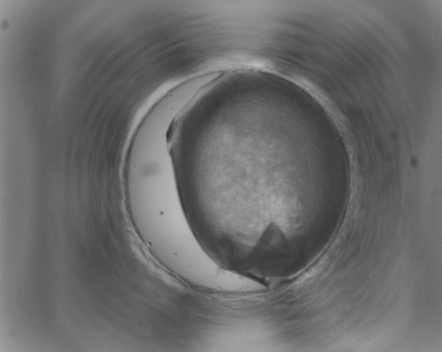 X0000066540864200603311843