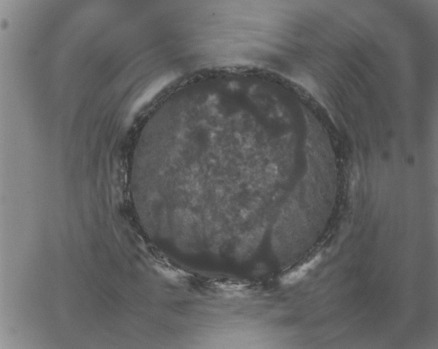 X0000066540871200603311842