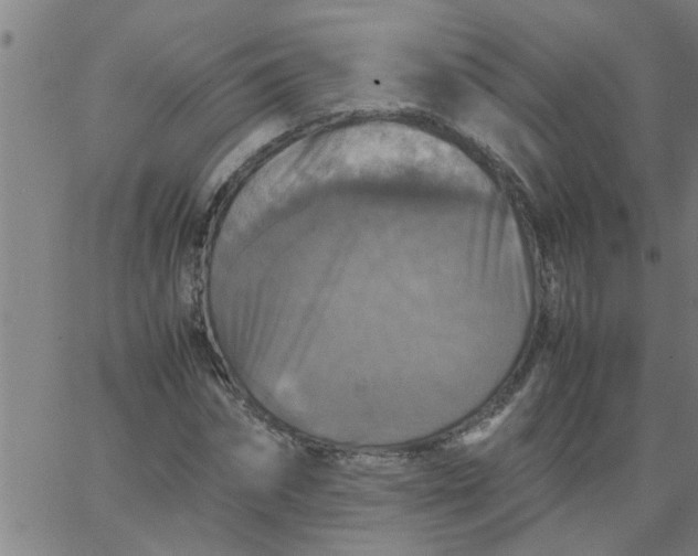 X0000066540874200603311842