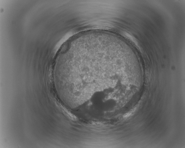 X0000066540875200603311842