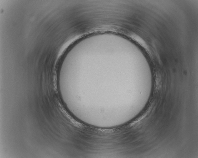 X0000066540878200603311842