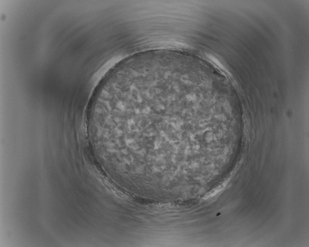 X0000066540883200603311842