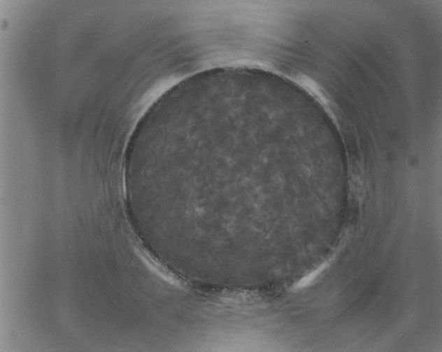 X0000066540887200603311842