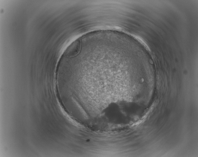 X0000066540895200603311842