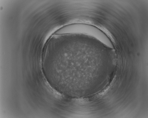 X0000066540896200603311842