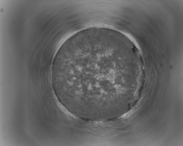 X0000066540903200603311842