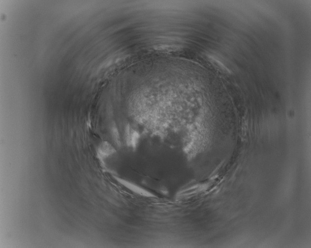 X0000066540917200603311841