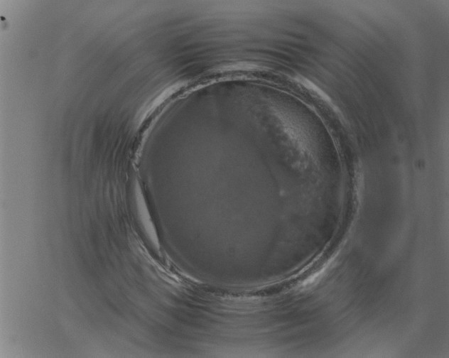 X0000066540921200603311841