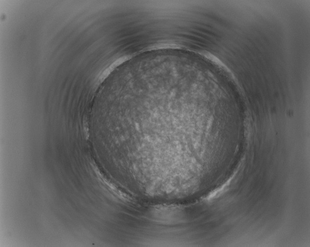 X0000066540929200603311841