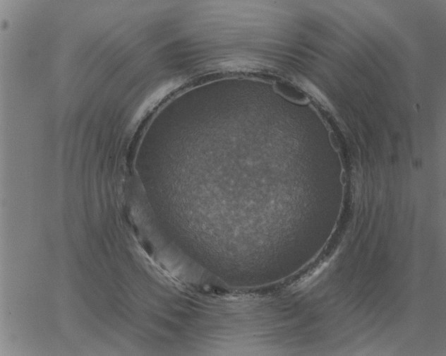 X0000066540930200603311841