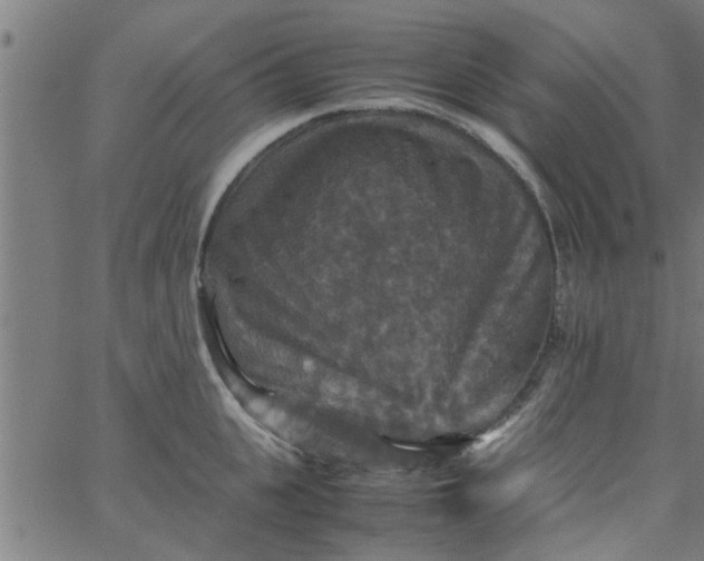 X0000066540951200603311842