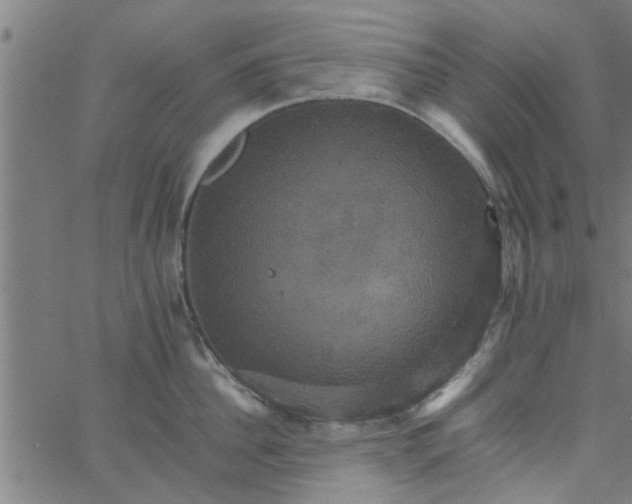 X0000066540956200603311842