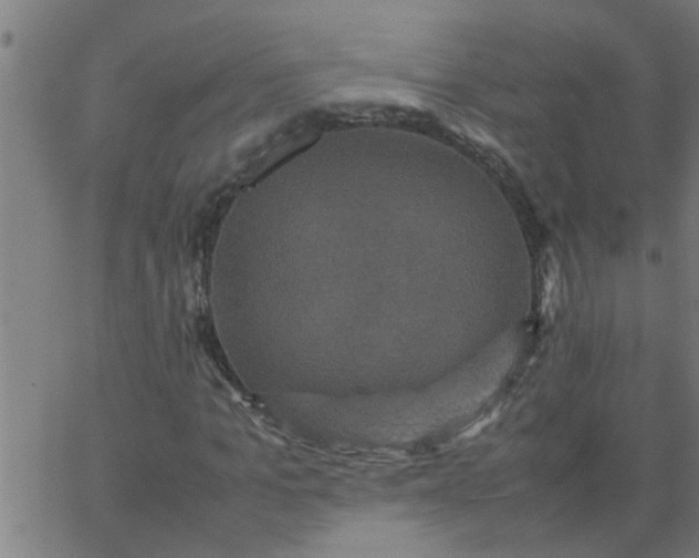 X0000066540965200603311841