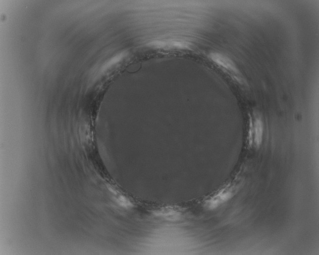 X0000066540966200603311841