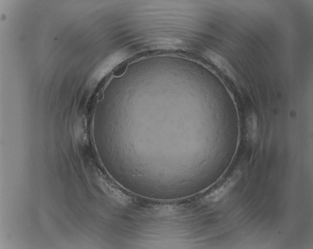 X0000066540970200603311841