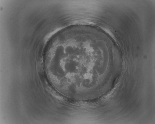 X0000066540971200603311841