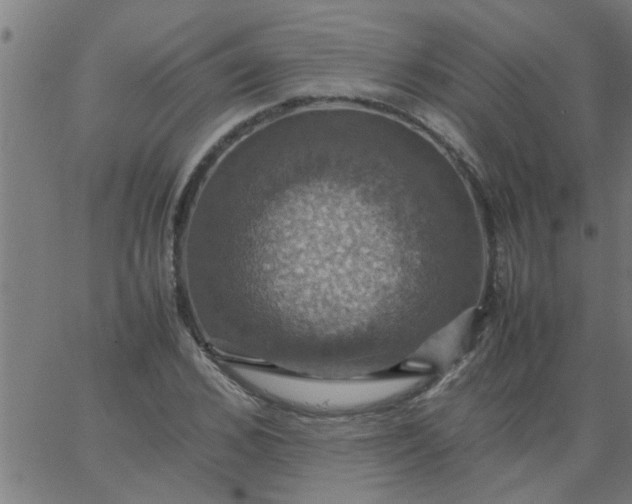 X0000066540976200603311841