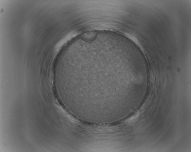 X0000066540979200603311841