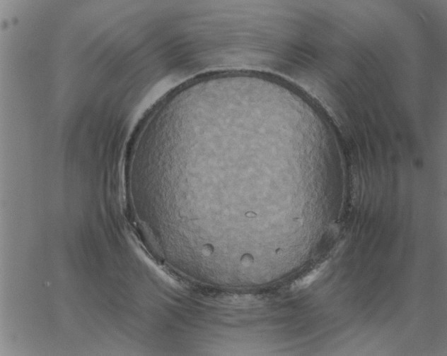 X0000066540982200603311841