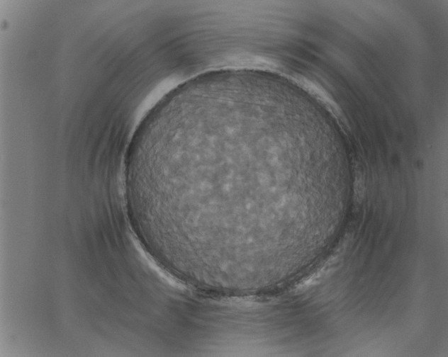 X0000066540990200603311840