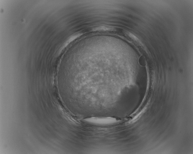 X0000066541017200603311839