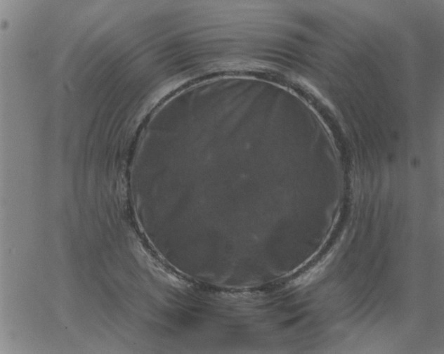 X0000066541025200603311840