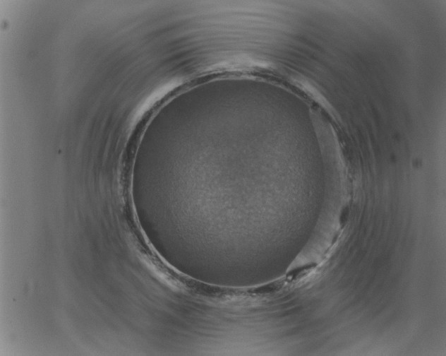 X0000066541026200603311840