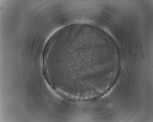 X0000066541032200603311840