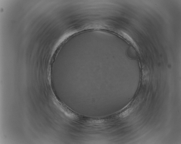 X0000066541035200603311840