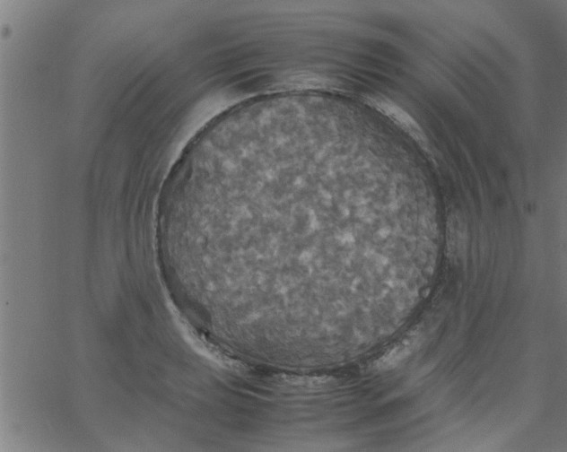 X0000066541039200603311840