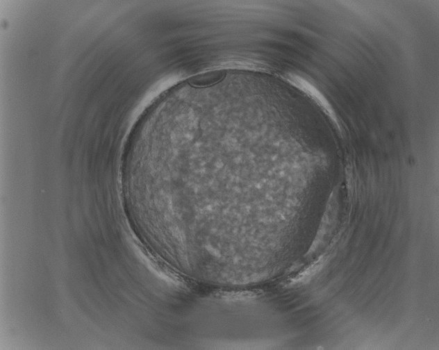 X0000066541043200603311840