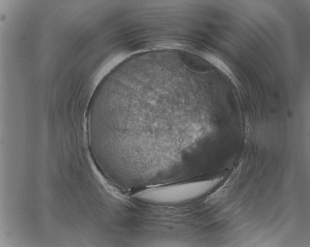 X0000066541047200603311840