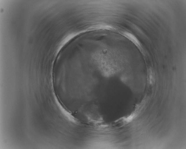 X0000066541055200603311840