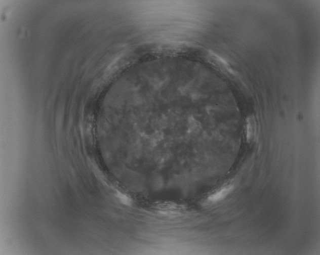 X0000066541059200603311839