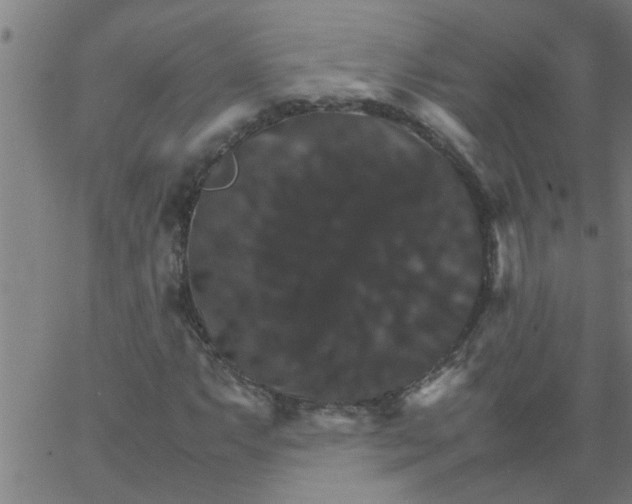 X0000066541063200603311839