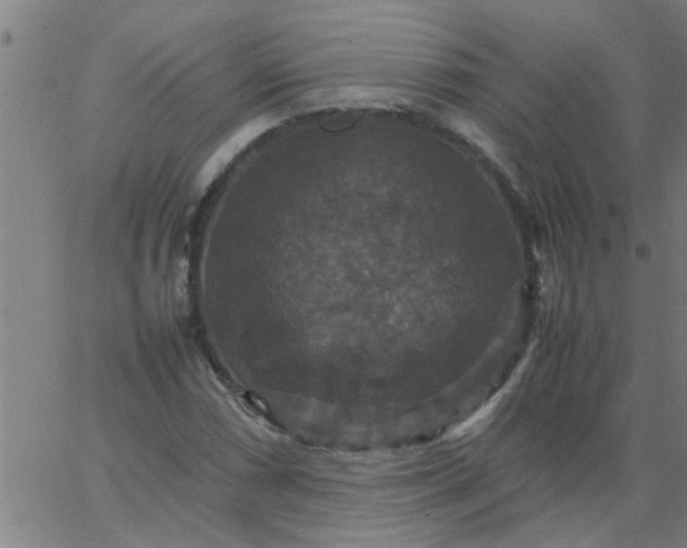 X0000066541066200603311839