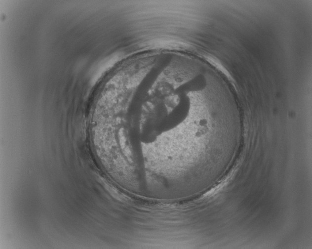 X0000066541067200603311839