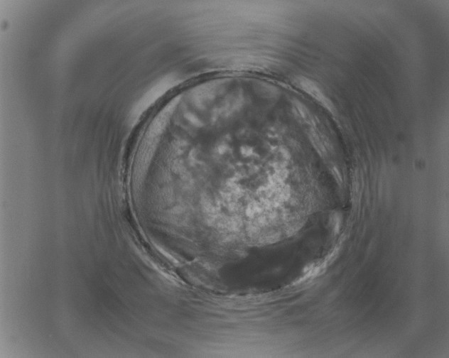 X0000066541071200603311839