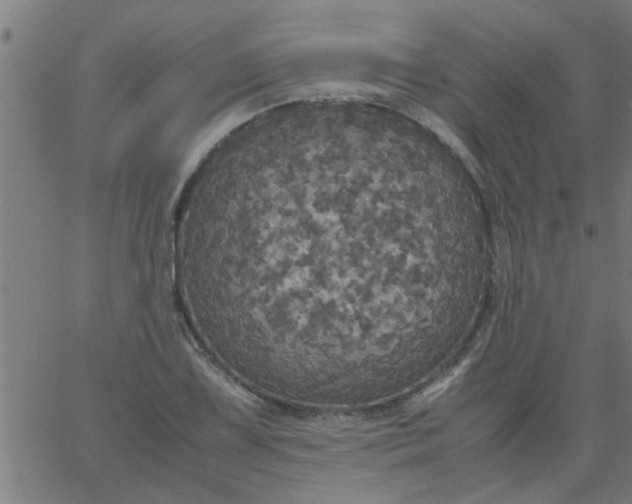 X0000066541075200603311839