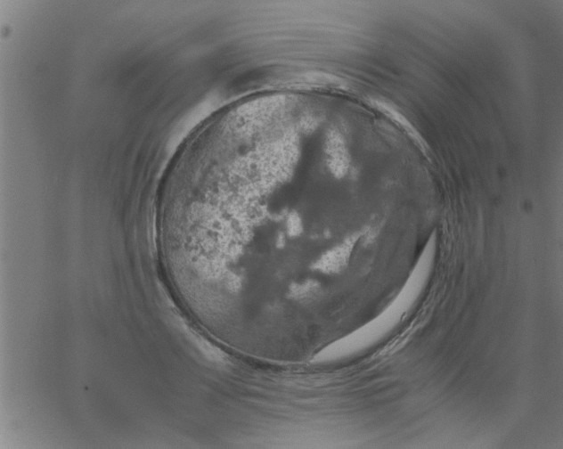 X0000066541083200603311839