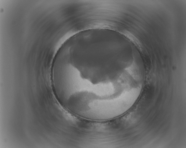 X0000066541086200603311839