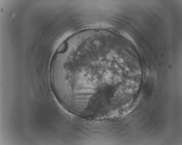 X0000066541087200603311839