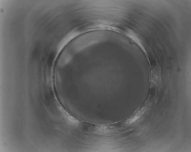 X0000066541098200603311839