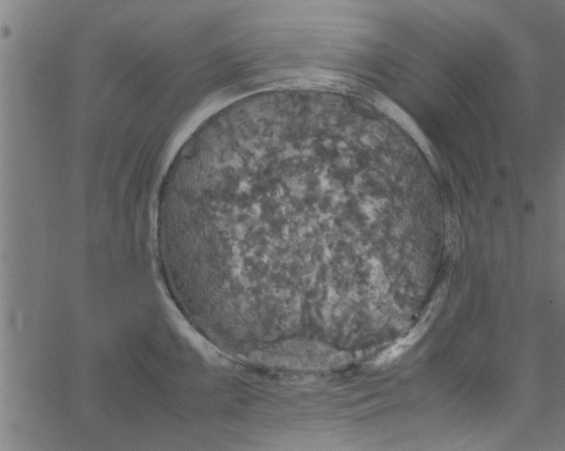 X0000066541099200603311839