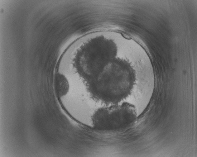 X0000066541103200603311839