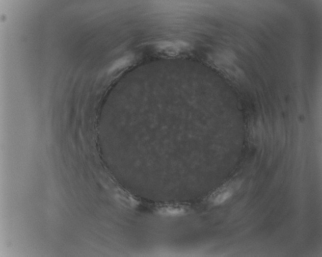 X0000066541105200603311838